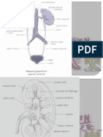 Renal Clinica 29 de Agisto 11