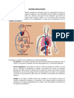 Sistema Circulatorio