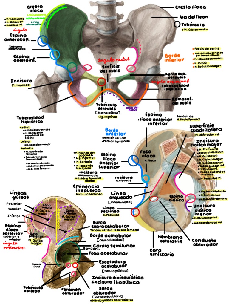 Cintura Pélvica-2 | PDF | Extremidades (anatomía) | Anatomía del