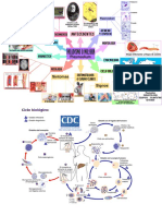 Mapa Mental Parasitologia EQUIPO