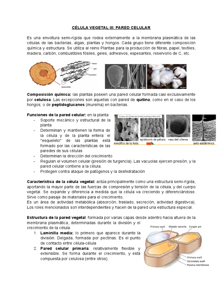 Funciones y Estructura de la Pared Celular | PDF
