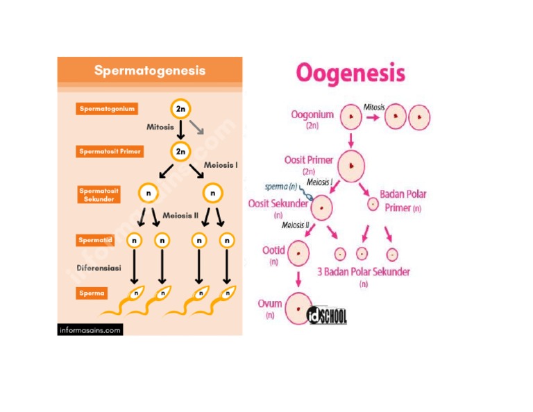 Gametogenesis PDF