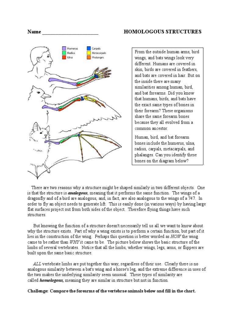 Homologous Structures Regular | PDF