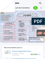 Mapa Conceptual de Cerebelo - Cerebelo 4 Núcleos Cerebelosos en Cada Hemisferio Núcleo Dentado - Studocu