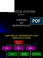 Nervous System Ana Lec 2