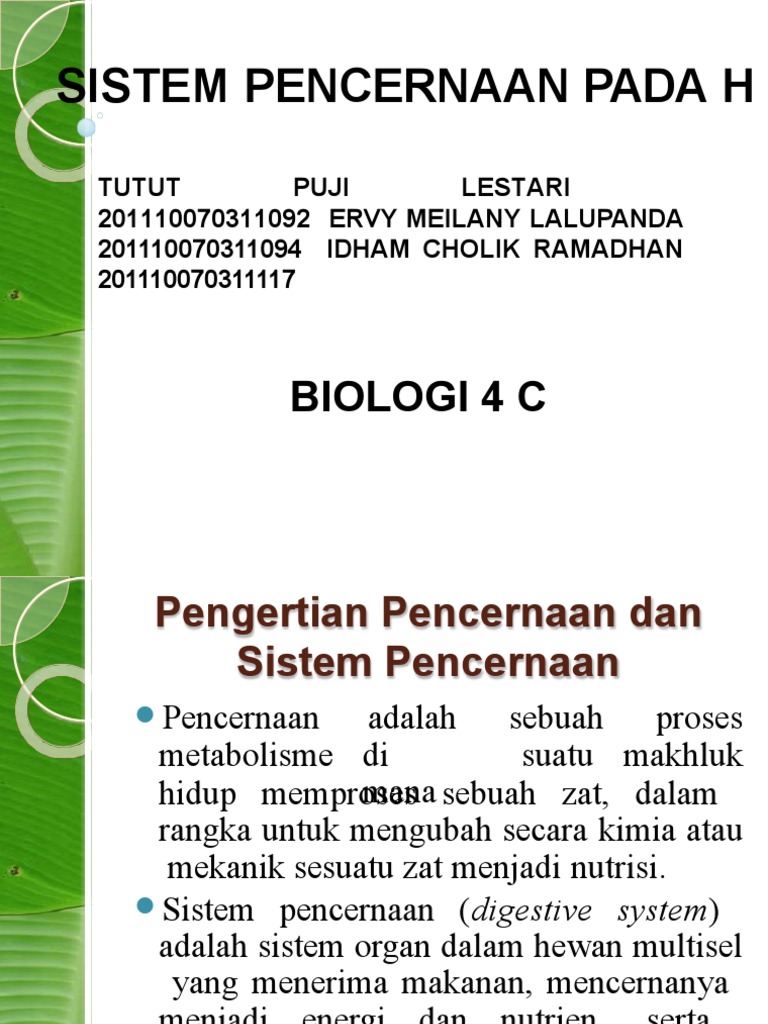 Organ Pencernaan Sapi dan Fungsinya | PDF