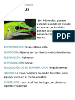 Ficha Reptiles