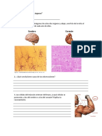 Cerebro Corazón: Guía de Actividades "Los Órganos" Nombre