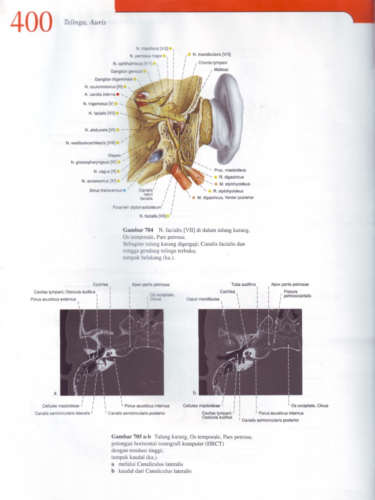 Anatomy of the Temporal Bone and Nerves | PDF | Science & Mathematics