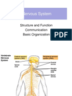 Nervous System