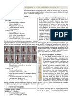 Tipeo 2 - Anatomia Dentaria y Pulpar