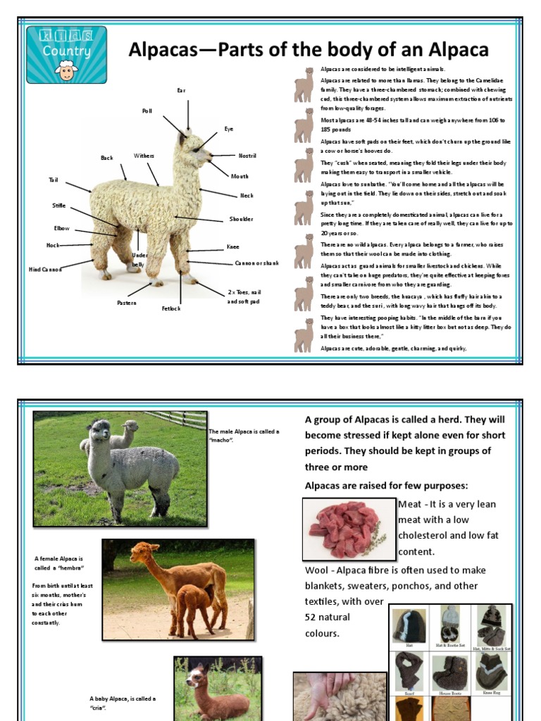 Alpaca Information Sheets | Download Free PDF | Domesticated Animals ...