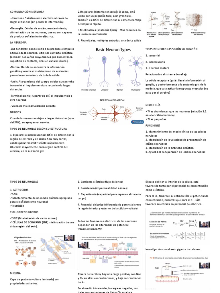 Comunicación Nerviosa | PDF | Sinapsis | Potencial de acción