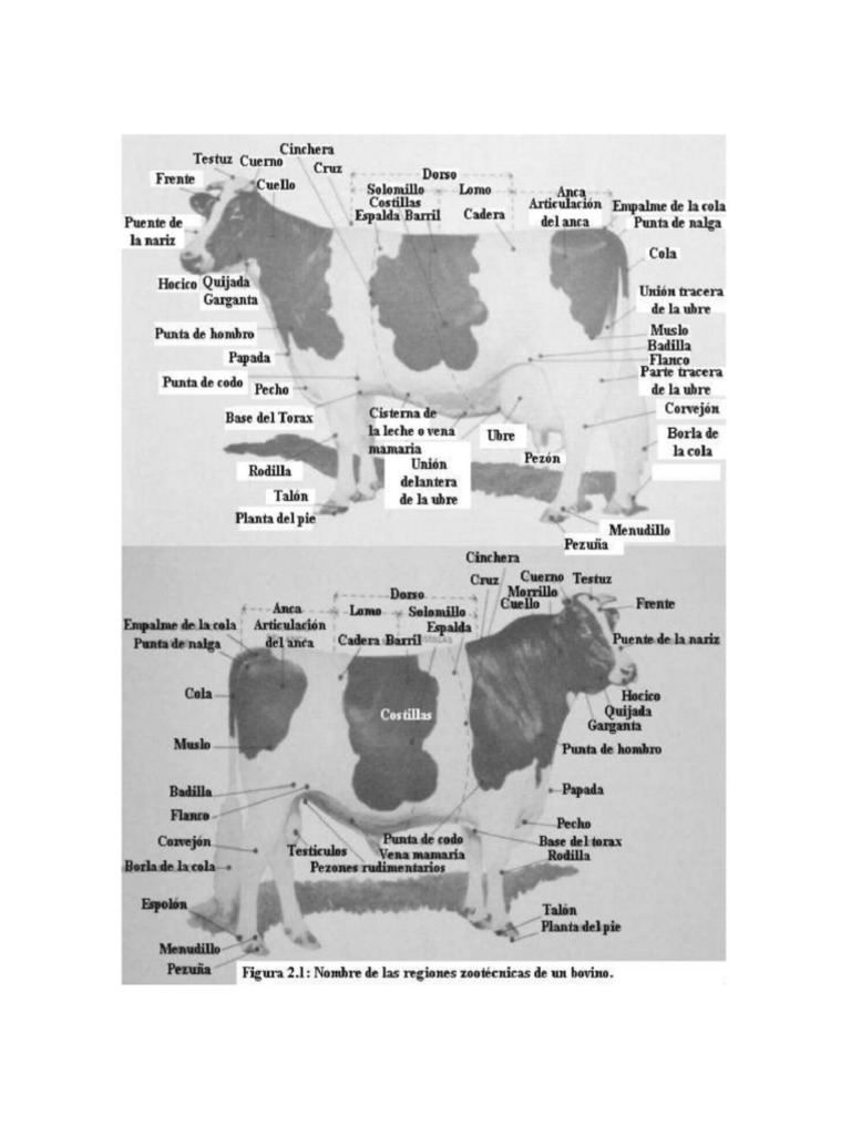 Partes de La Vaca | PDF