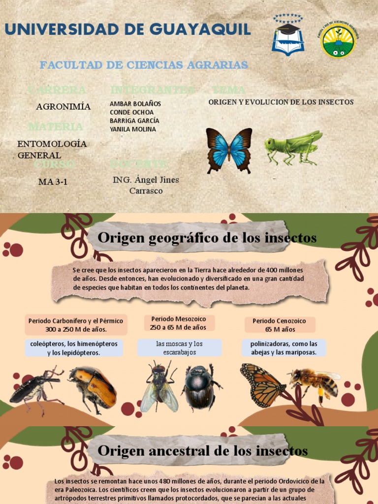 Origen y evolución de los insectos | PDF | Insectos | Escala de tiempo ...