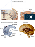 Roteiro Meninges encefalicas e Irrigacao