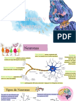 Neuronas y Sinapsis