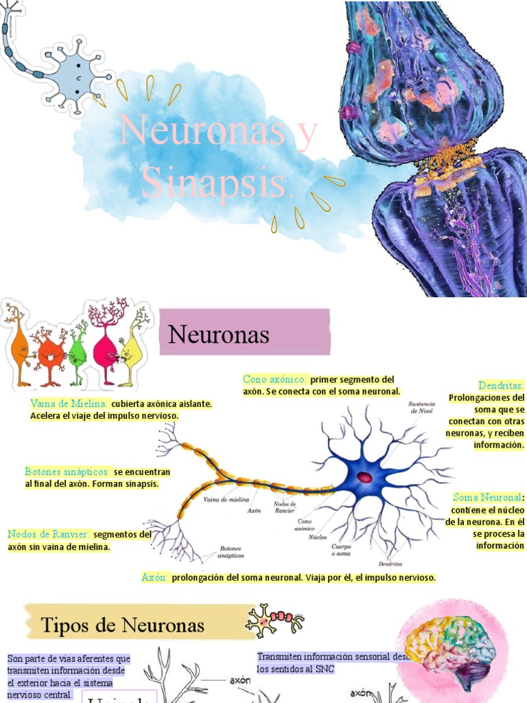 Estructura y Función de Neuronas y Sinapsis | PDF | Sinapsis | Neurona