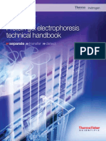 protein-gel-electrophoresis