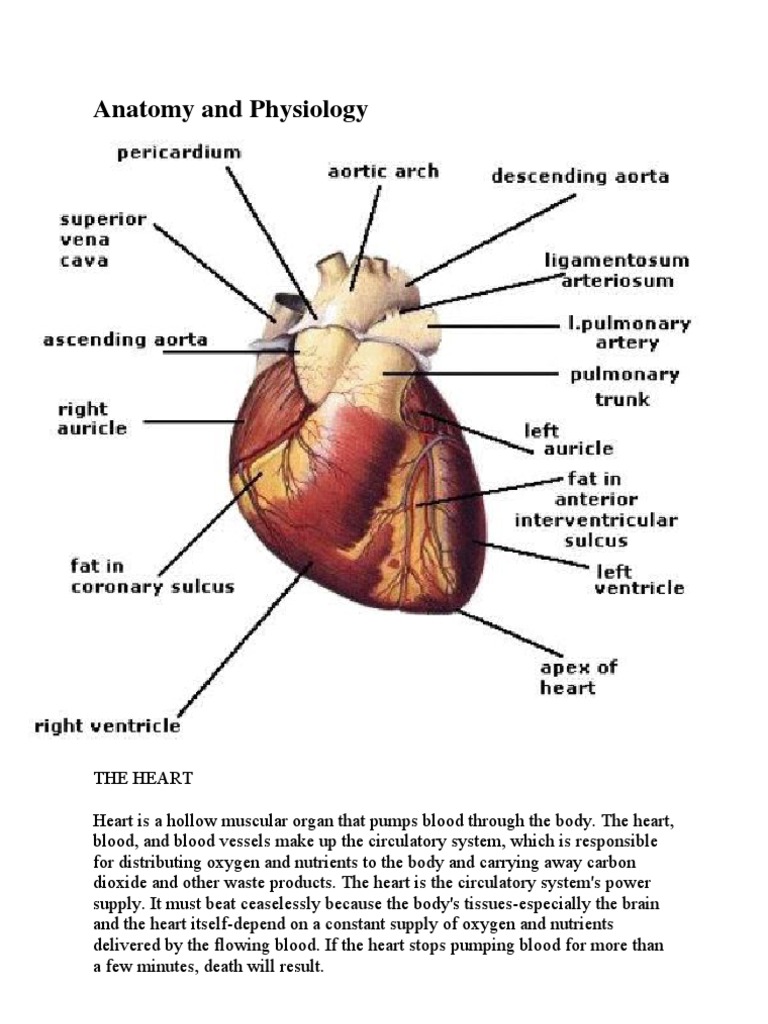 Heart Structure & Function Guide | PDF | Heart Valve | Heart