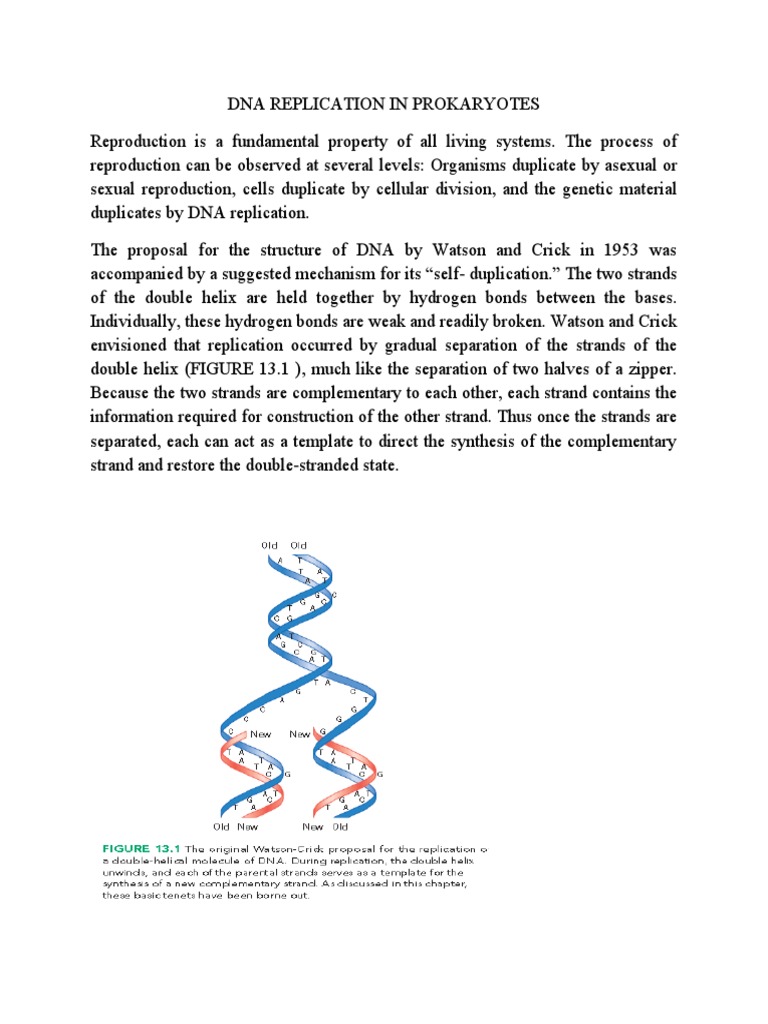 Dna Replication in Prokaryotes | PDF