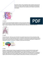 10 Organos Principales Del Cuerpo