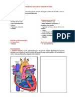 Práctica Extra Diseccion Corazon