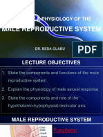 17a - Male Reproductive System - Anatomy & Physiology