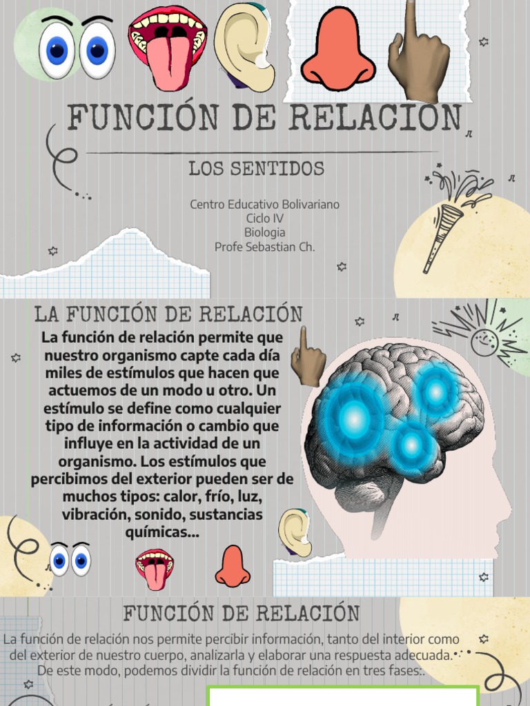 Los Sentidos Pdf Oído Gusto