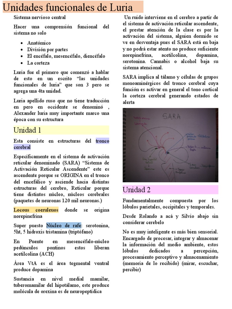 Unidades Funcionales de Luria y Revisitadas Por Casanova | PDF