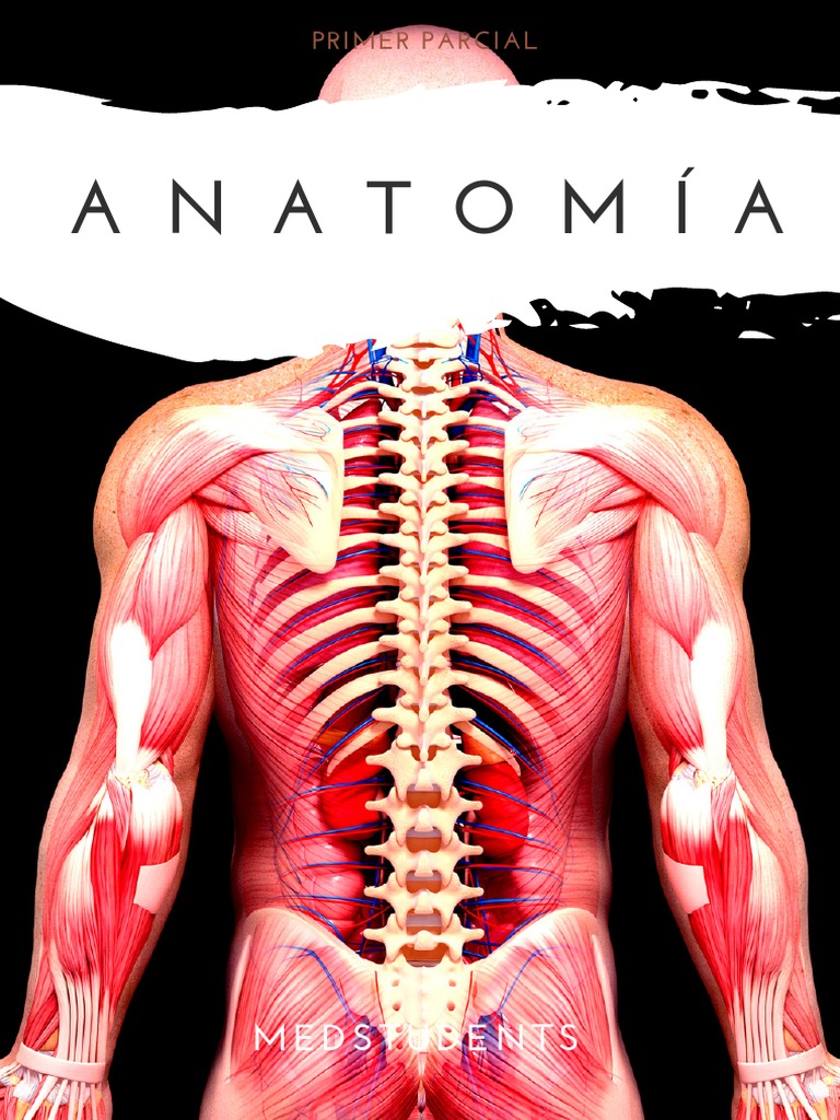 dorso-impresi-n-ago-2023-pdf-articulaci-n-hueso