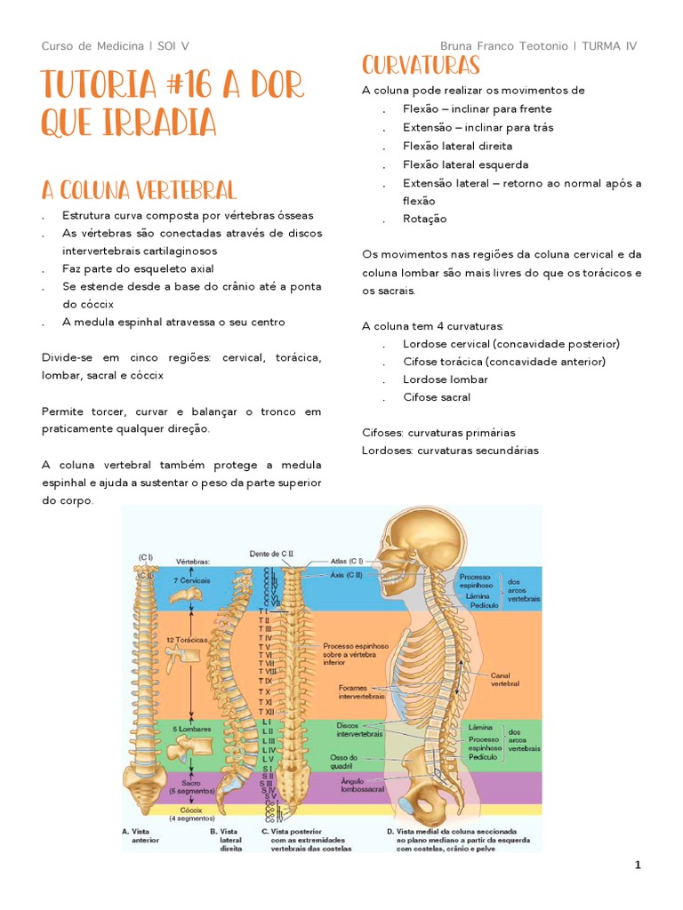 Músculos eretores da coluna protegendo discos intervertebrais - YouTube, image size:768x1024