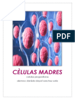 Cèlulas Madres