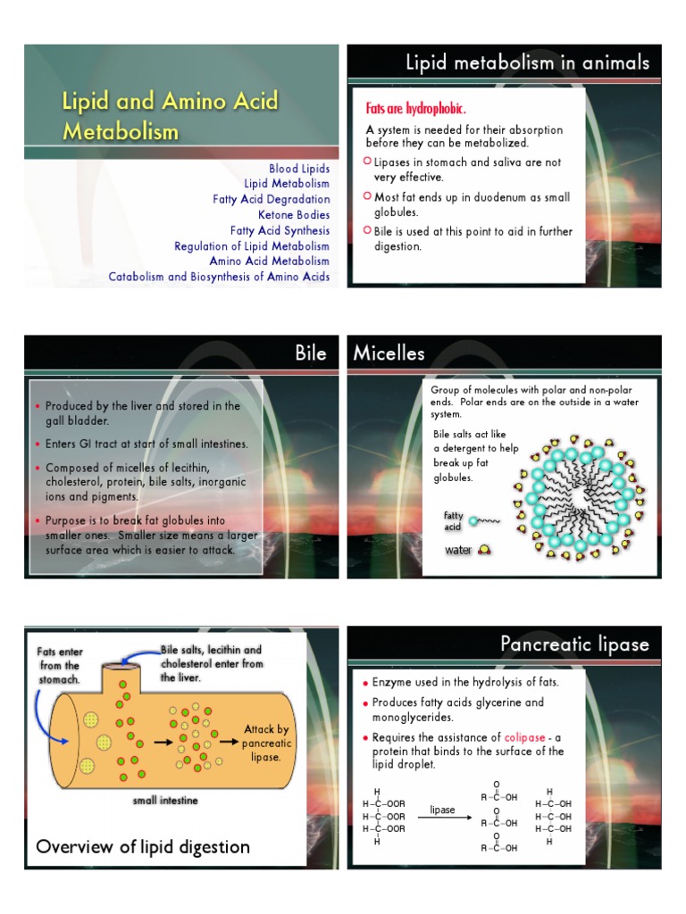 Fat Metabolism | PDF
