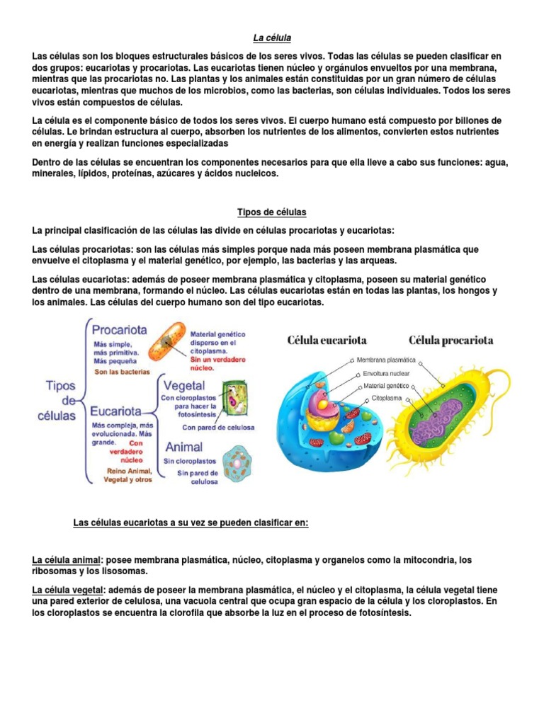 Partes y tipos de células eucariotas | PDF | Biología Celular) | Citoplasma