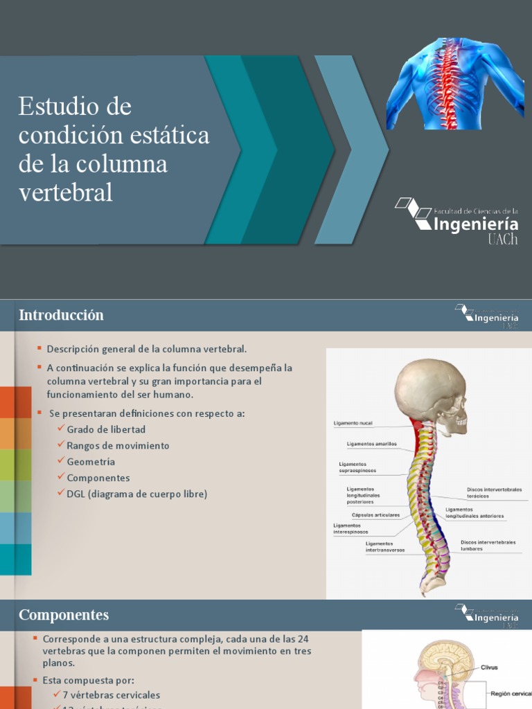 Importancia y Funciones de la Columna Vertebral | PDF | La columna ...
