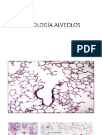 Histología Alveolos