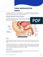 BIO - AP - Reprodução - Sistema Reprodutor Humano