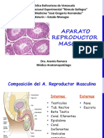 A. Reproductor Masculino