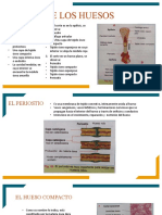 Estructura de Los Huesos