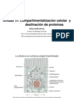 Unidad VII - Compartimentalización Celular y Destinación de Proteínas