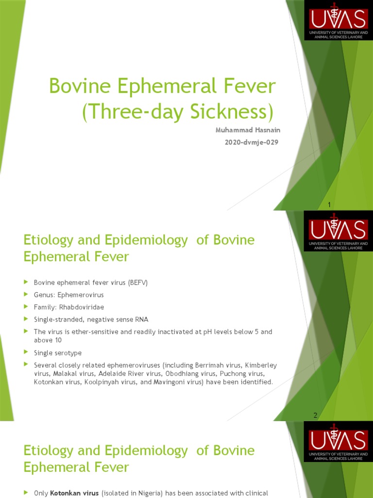 Bovine Ephemeral Fever PDF Virus Cattle