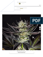 Purple Punch x Do-Si-Dos【Philosopher Seeds】Feminizada ✅