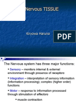 Anatomy Nervous Tissue