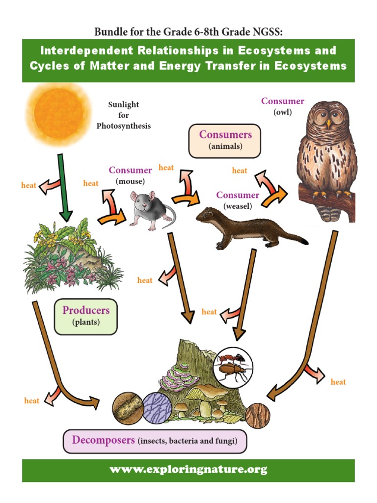 Ecosystems Interactions Energy Preview Biology Diagrams