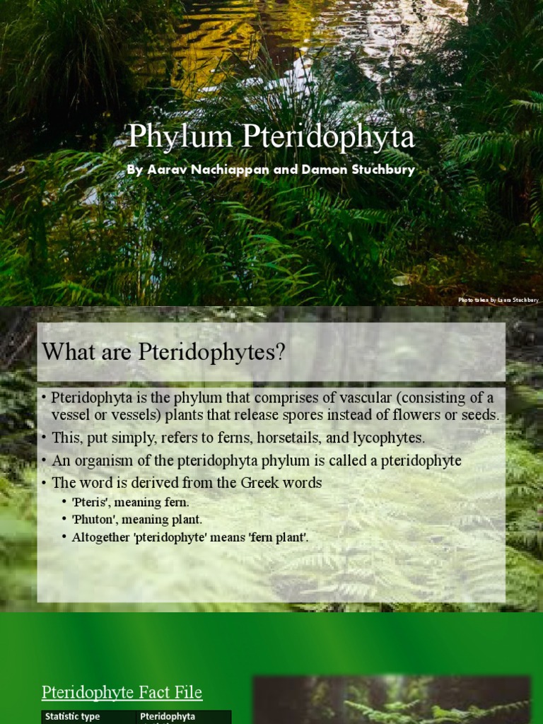 science-taxonomy-assignment-pdf-taxonomy-biology-cryptogams