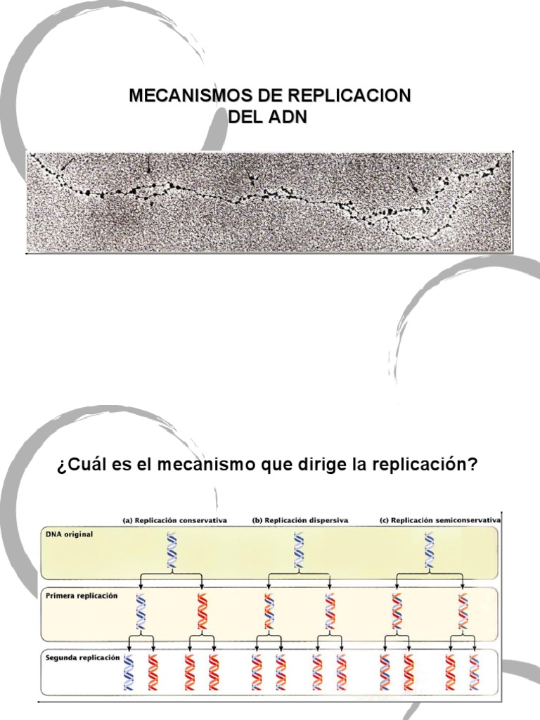 Mecanismos de Replicación del ADN | PDF | Replicación De Adn | Adn