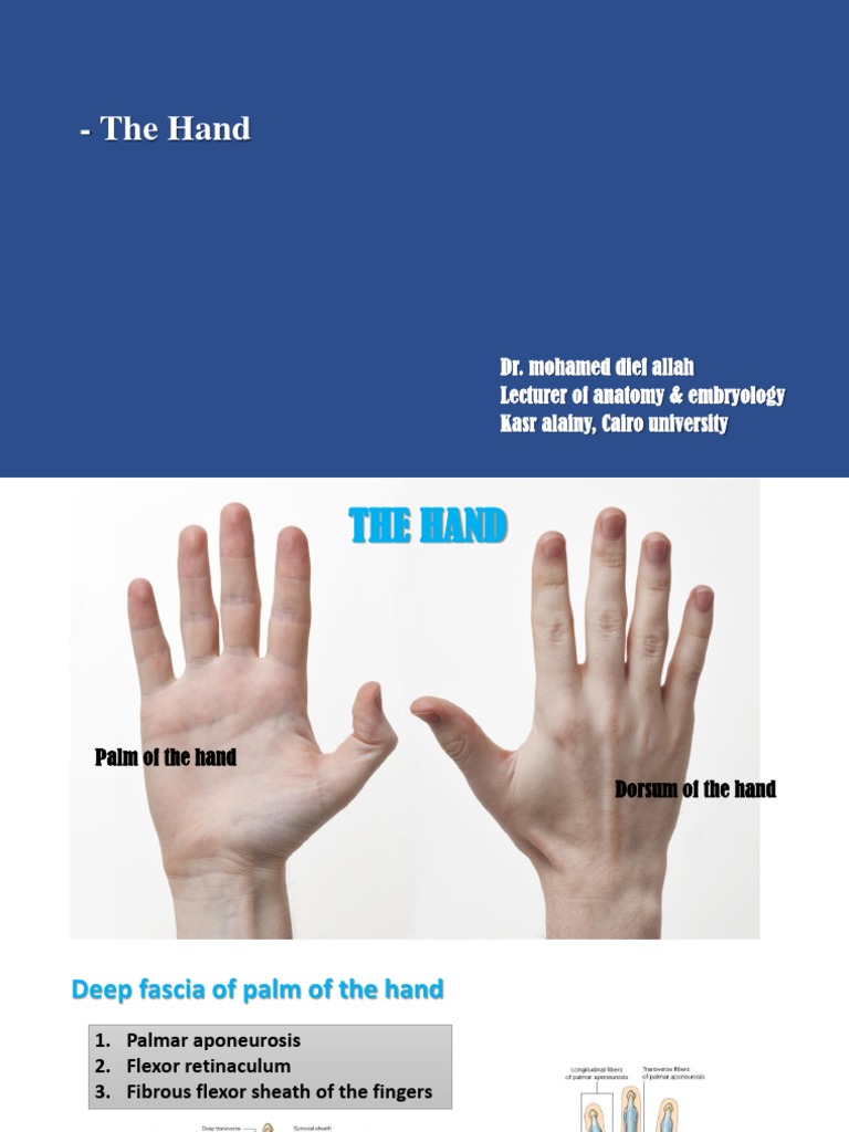 Anatomy of the Human Hand | PDF | Thumb | Hand