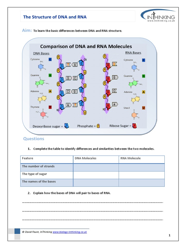 Dna Rna Worksheet PDF