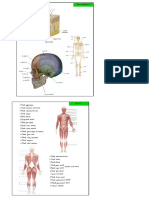 Cartes Anatomie